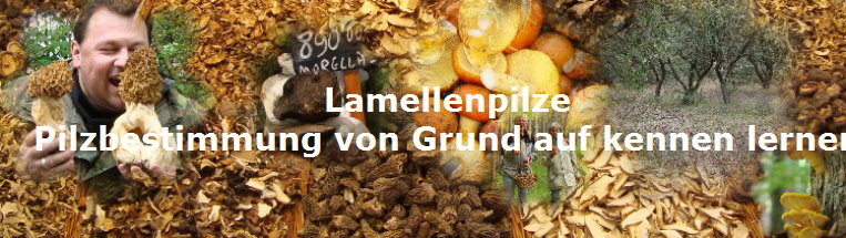 Lamellenpilze
Pilzbestimmung von Grund auf kennen lernen