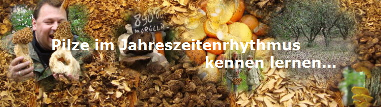 Pilze im Jahreszeitenrhythmus
                                      kennen lernen...